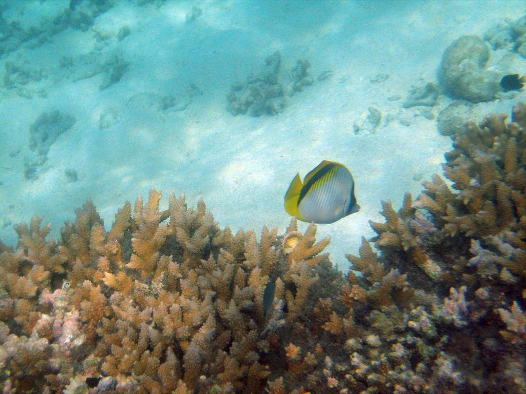 Reef & Marine Life